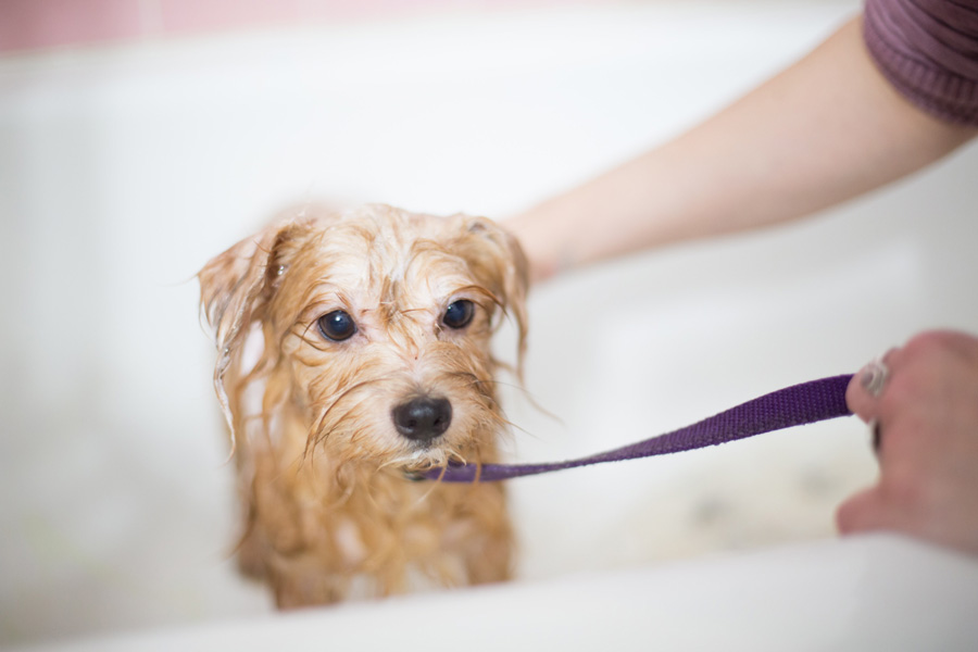 wet dog in bath, pet grooming tips