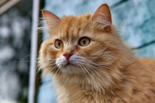 orange cat with long hair