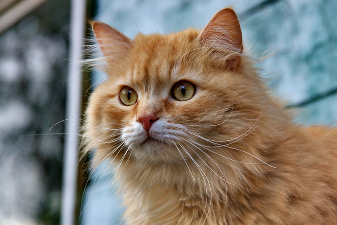 orange cat with long hair