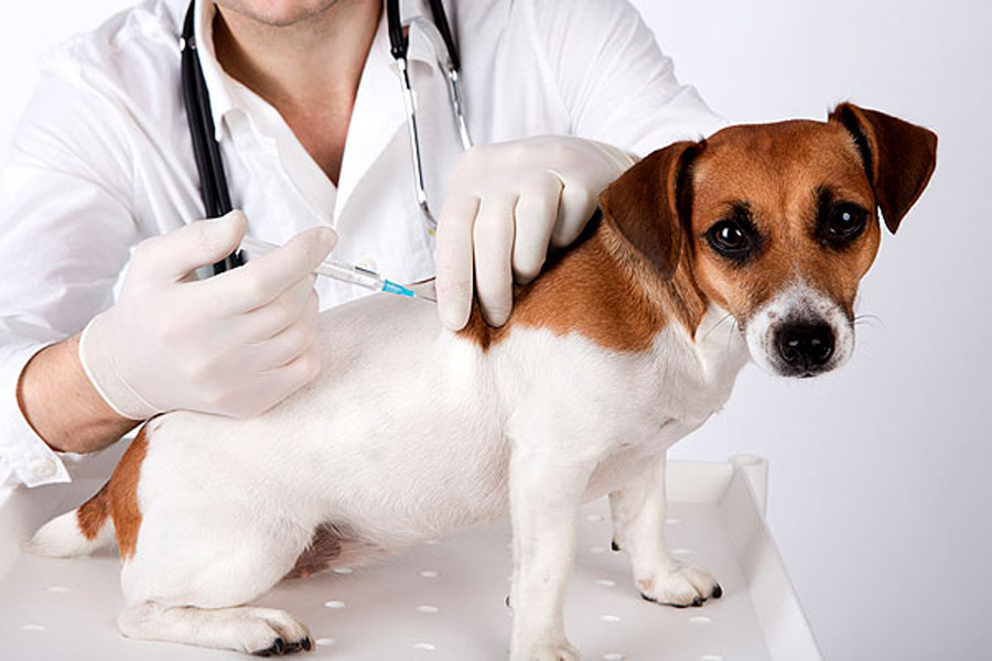 Jack russell dog vaccine