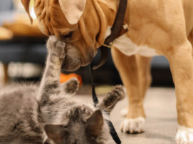 dog and cat playing, best pet insurance