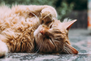 orange cat lying down