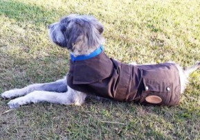 dog wearing new coat, pet lovers, animal welfare