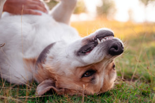dog's teeth, dog lying outdoors