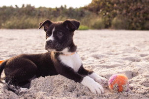 dog on beach with ball, dog owners