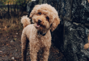 brown, curly-haired dog, dog facts