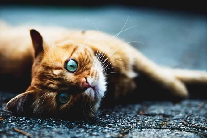 ginger cat, ear mites