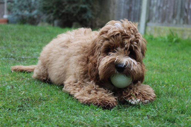 brown dog with ball outdoors, dog enrichment