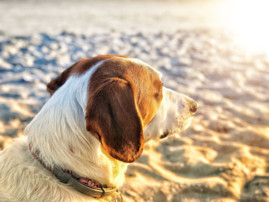 dog at the beach, summer pet safety