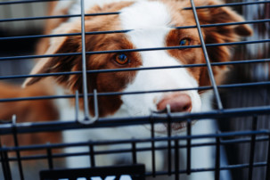 dog in crate, crate training tips