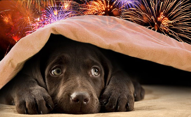 dog hiding from fireworks, new years eve pet safety