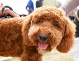 brown, curly-haired dog, pet grooming advice