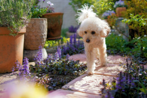 white dog in garden, pet dangers
