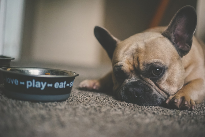 French bulldog, dog bowl, what to feed an adult dog