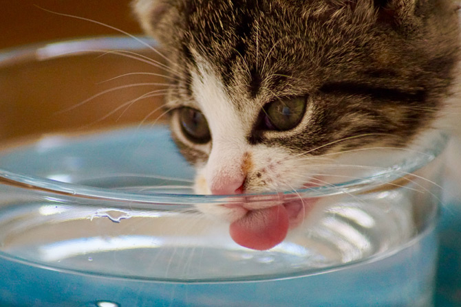 cat drinking water, cat is dehydrated
