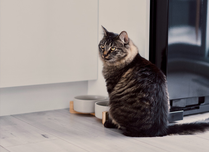 cat feeding, cat bowl, what to feed a cat