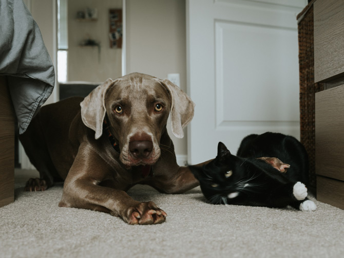 dog and cat, responsible pet parent quiz