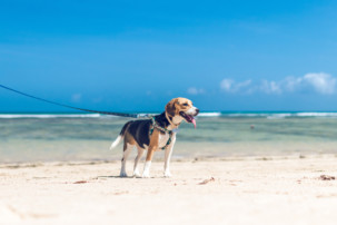 dog on beach, protect your dog's paws, paw pad burns