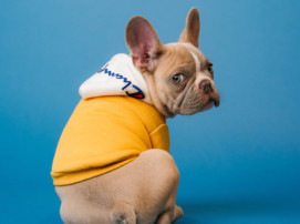 pug wearing hoodie, instagram for your pet