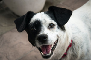 black and white terrier, pet dental health