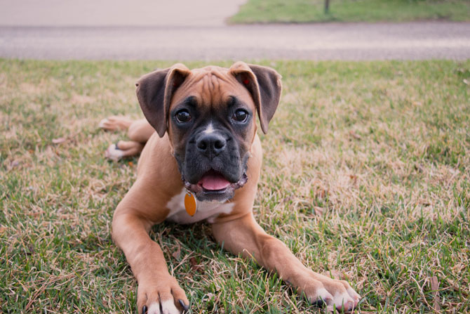 Boxer dog puppy