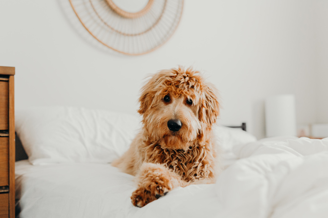 curly-haired dog, matted dog hair