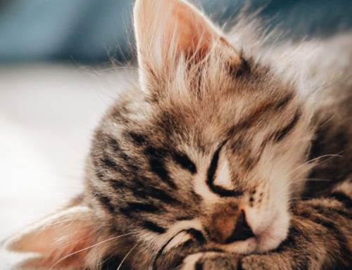 10 Ways To Keep Your Cat Entertained While You Re Out Of The House Petsecure