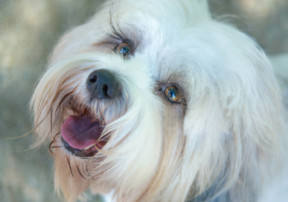 small, white and grey dog, myths about dogs