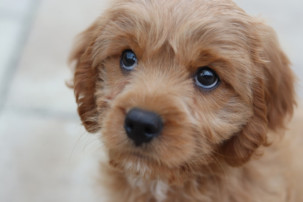 cavoodle, anxiety in pets, pet care