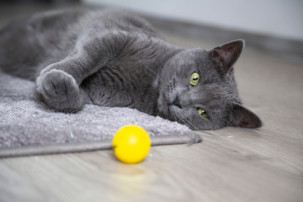 cat play, grey cat with ball