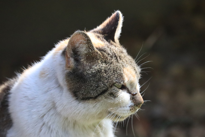 old cat, feline dementia, cat care