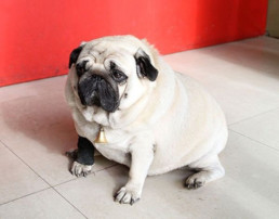 fat dog, obesity in dogs