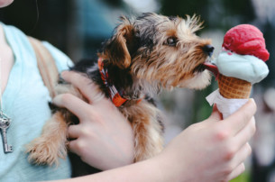 cute scruffy dog licking ice-cream