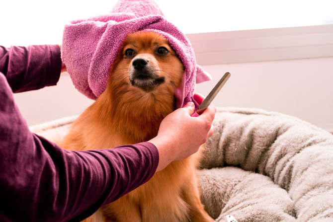 groom your dog, dog grooming