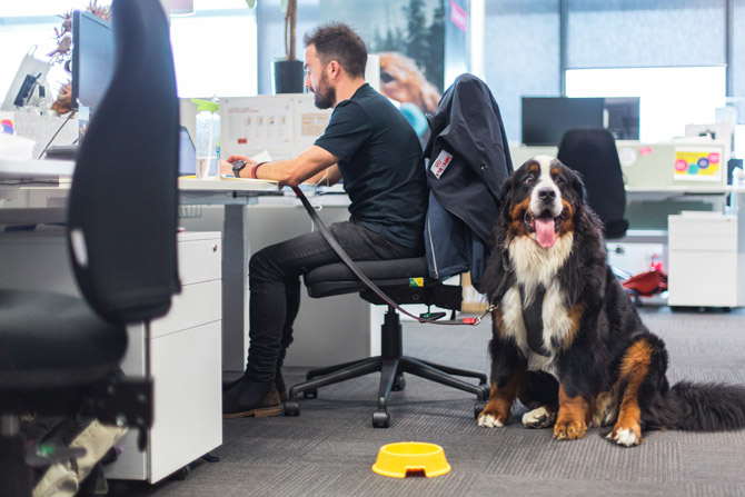pets in the workplace, office dog