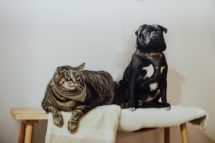 tabby cat and pug, diabetes in pets, pet care
