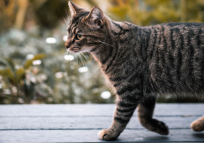 outdoors cat, eco-friendly cat owner