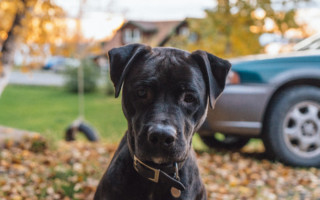 black dog outdoors, winter pet care