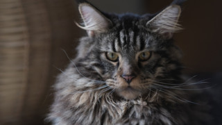 grey and black senior cat, cat care