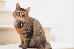 cat health, feline hyperthyroidism