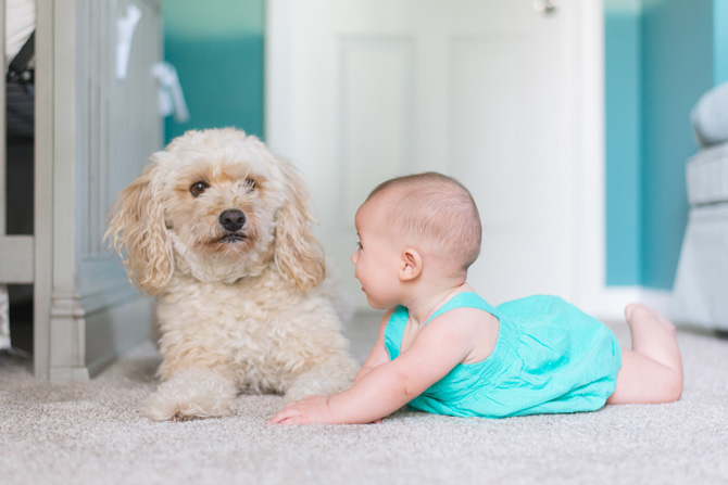 small, white dog with baby, pet etiquette for kids