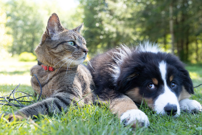 cat and dog outdoors, heartworm prevention