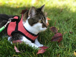 cat wearing leash