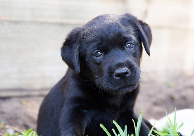 black puppy, guide dogs
