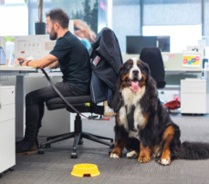 dog in office, pet-friendly workplace