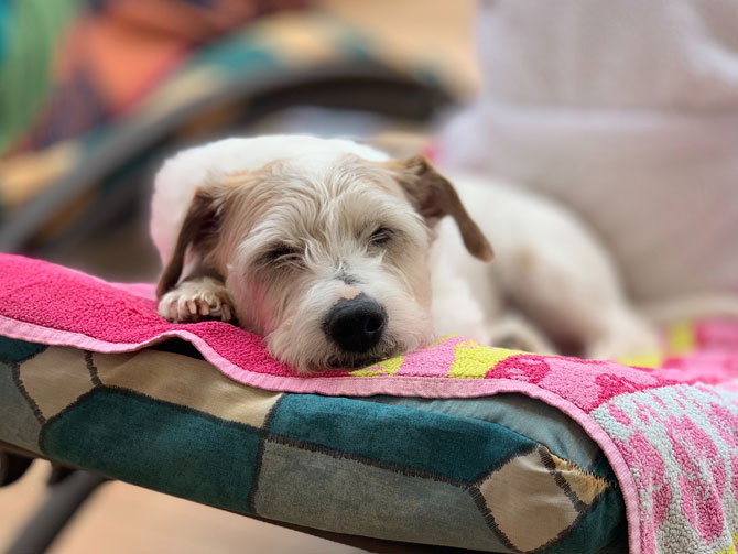terrier lying on towel, pet emergency