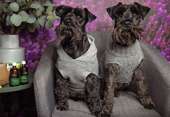 black schnauzers, pets and essential oils