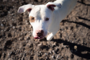 white dog outdoors, dog has worms,