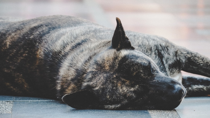 Dog lying down, pet CPR