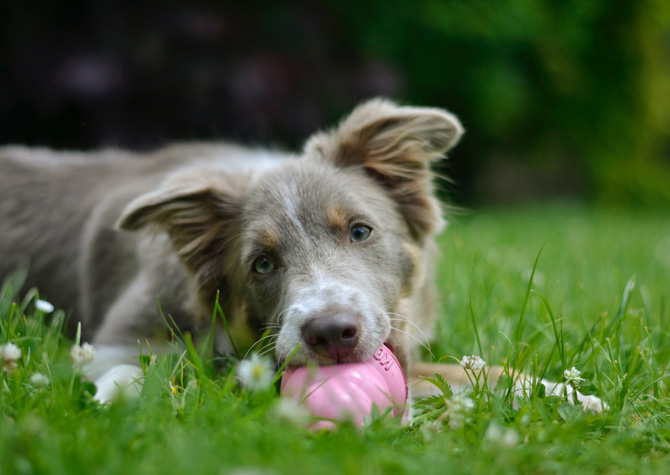 Dog on grass with Kong, Dog enrichment recipes